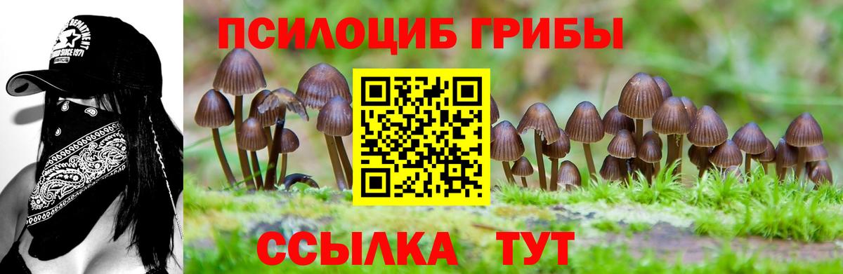 Псилоцибиновые грибы Cubensis  Вход с VPN  Мценск  Псилоцибиновые грибы прущие грибы 